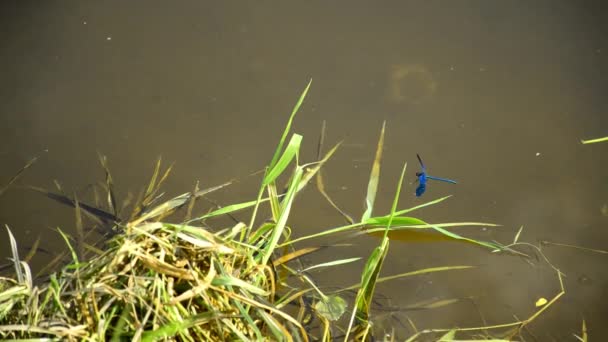 Damselfly Cerca Del Río — Vídeo de stock