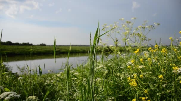 Couch Grass Meadow River — Stock Video