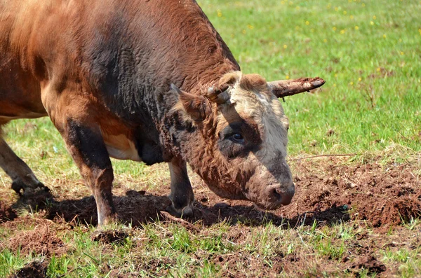 Lucha contra el toro en Bosnia — Foto de Stock