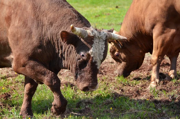 Bull wrestling in Bosnia — Stock Photo, Image