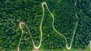 Drone shot of winding mountain road through pine forest covered in light fog