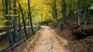 Sakin bir öğleden sonra ışığında renkli sonbahar ağaçları arasında dolanan dar toprak yol.
