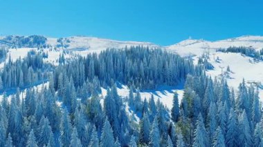 Yoğun çam ormanlarının kış güneşi altında karla kaplı hava görüntüleri.