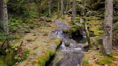 Orman şelalesi ve kamera renkli sonbahar manzarasında derede ilerliyor.