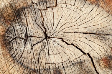 ağaç kesilir çatlaklar ve doku yüzük