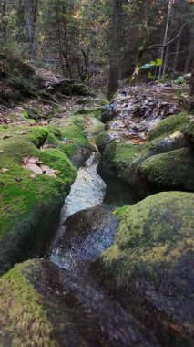 Ormandaki küçük temiz dere, yosun taşları ve yumuşak gün ışığı, yavaş çekim dikey 4K doğa sahnesi..