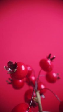 Kırmızı arka planda dönen gül ağacı dalıyla makro çekim, Noel makaraları ve mevsimsel görsel hikaye anlatımı için mükemmel.