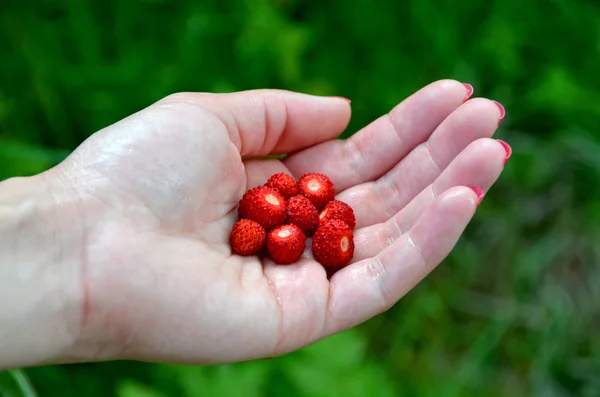 wild strawberries in hand green nature background