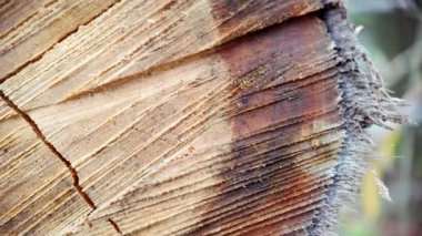 Doğal çatlakları ve tahıl şablonlarını gösteren, arka plan, doğa temaları ve organik tasarım projeleri için ideal desenleri gösteren, dokulu kesilmiş tahta yüzeyi yakın çekim videosu.