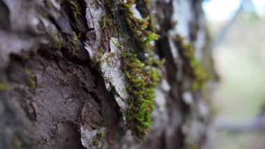 Ağaç kabuğunda yetişen yosunların makro görüntüsü, doğa belgeselleri, arka planlar, ekolojik ve orman temalı projeler için ideal organik dokuları gösteriyor.