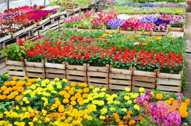 Çiçek fidanlığı, sıra sıra açan bitkiler, profesyonel bahçıvanlık üretimi, mevsimlik çiçekler, ve açık havada renkli bahçe yatakları..