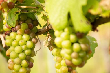 Sonbaharda Avusturya 'da üzüm