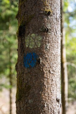 İşaretli boyalı bir ağaç.