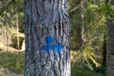 İşaretli boyalı bir ağaç.