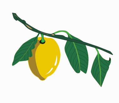  Beyaz arka planda yaprakları olan bir dalda limon meyvesi. Taze narenciye meyvesi. Vektör illüstrasyonu.