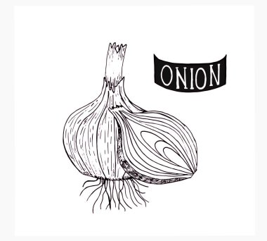  Bütün bir soğan başlığının doğrusal vektör çizimi.