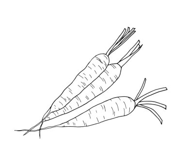  Taze havuçların siyah beyaz temsili. Beyaz arka planda izole edilmiş sebze çizimi