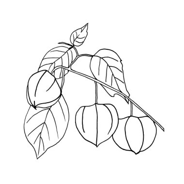  Elle çizilmiş meyve ve yapraklarla süslenmiş karalama tarzı bir bitki dalı. Vektör çizimi. Beyaz arkaplanda siyah çizim izole edildi.