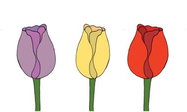  Üç tane pembe, sarı ve kırmızı lale, beyaz arka planda izole edilmiş. Karalama tarzında bahar çiçeklerinin vektör illüstrasyonu.