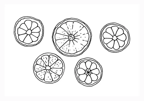 Set Felii Rotunde Citrice Lămâie Grapefruit Var Mandarină Portocaliu Ilustrație — Vector de stoc