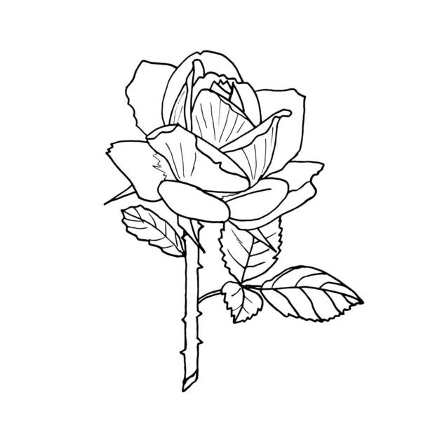 Контурная Роза Выделяется Белом Фоне Стиле Каракулей Векторная Ботаническая Иллюстрация — стоковый вектор