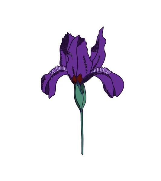 Flor Del Iris Aphylla Está Aislada Sobre Fondo Blanco Vecto — Vector de stock