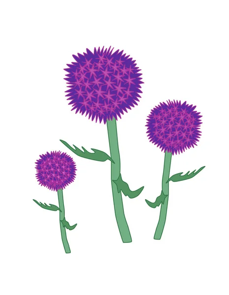 Floração Mordovnik Roxo Echinops Ritro Fundo Branco Gênero Echinops Família — Vetor de Stock