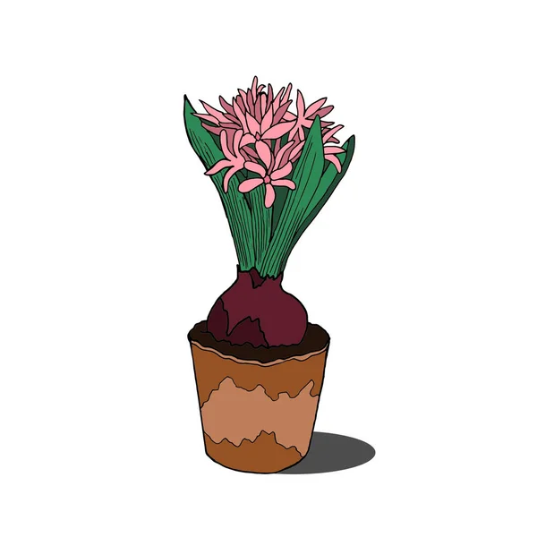 Vektor Kontur Ilustrasi Dari Hyacinth Dalam Pot Desain Realistis - Stok Vektor