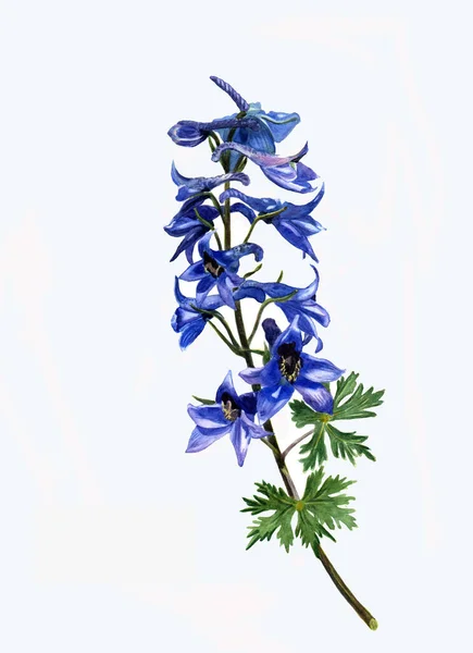 Bela Flor Golfinho Azul Isolada Fundo Branco — Fotografia de Stock