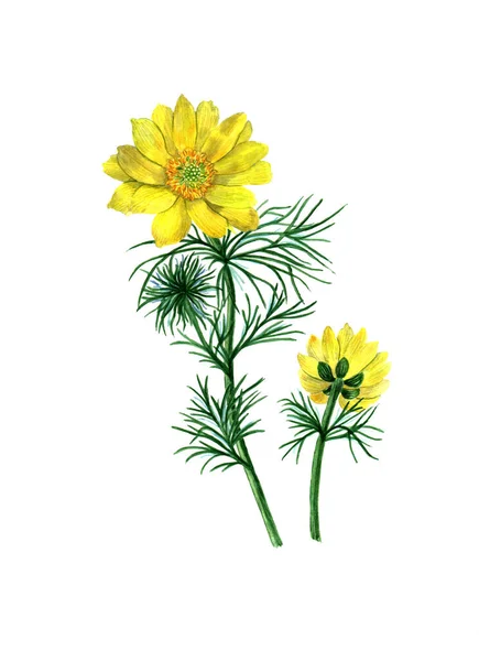 Adonis Primavera Flor Amarela Ilustração Botânica — Fotografia de Stock