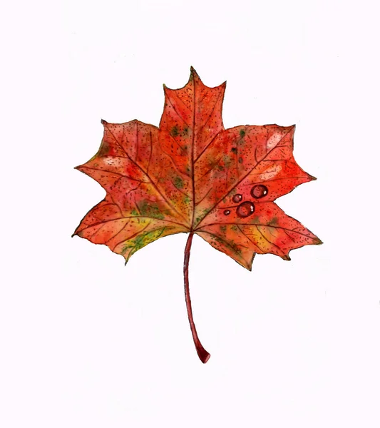 Feuille Érable Automne Avec Gouttes Pluie Illustration Aquarelle Modèle Pour — Photo