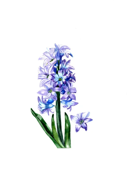 Aquarela Jacinto Azul Isolado Fundo Branco Uma Flor Primavera — Fotografia de Stock