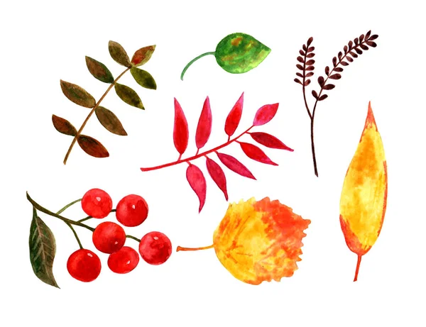 手绘水彩画 一套秋天的树叶和浆果 森林设计的要素 完美的季节性广告 邀请函 明信片 — 图库照片