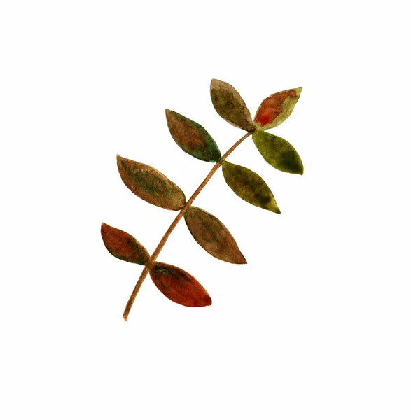 Autumn Red Green Rowan Leaf White Background Painted Watercolor — Stock Photo, Image