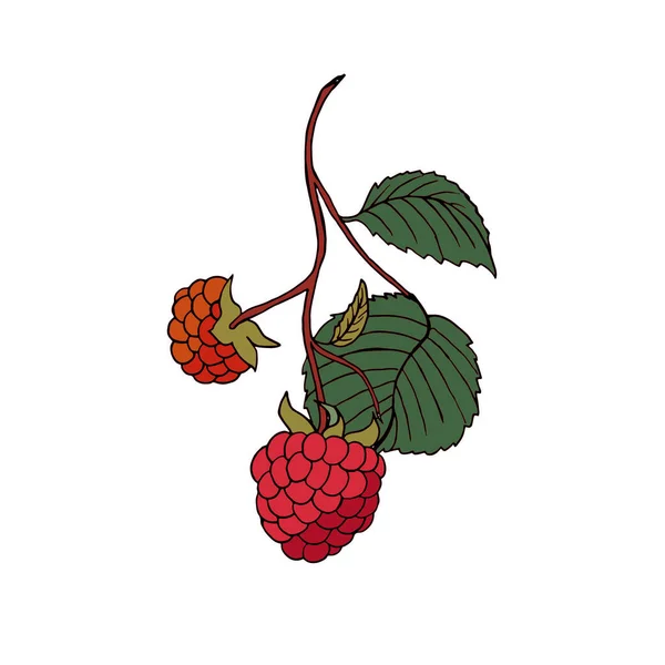 Vektor Ilustrasi Dari Cabang Raspberry Matang Terisolasi Pada Latar Belakang - Stok Vektor