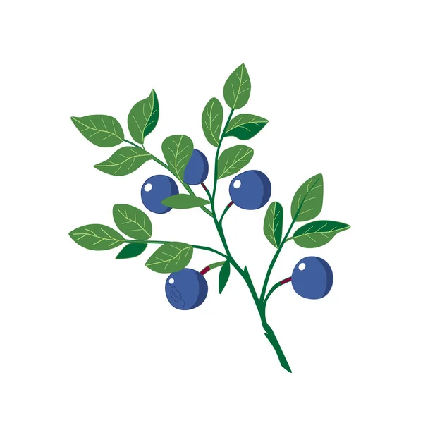 Cabang Blueberry Terisolasi Pada Latar Belakang Putih Vektor Eps10 - Stok Vektor