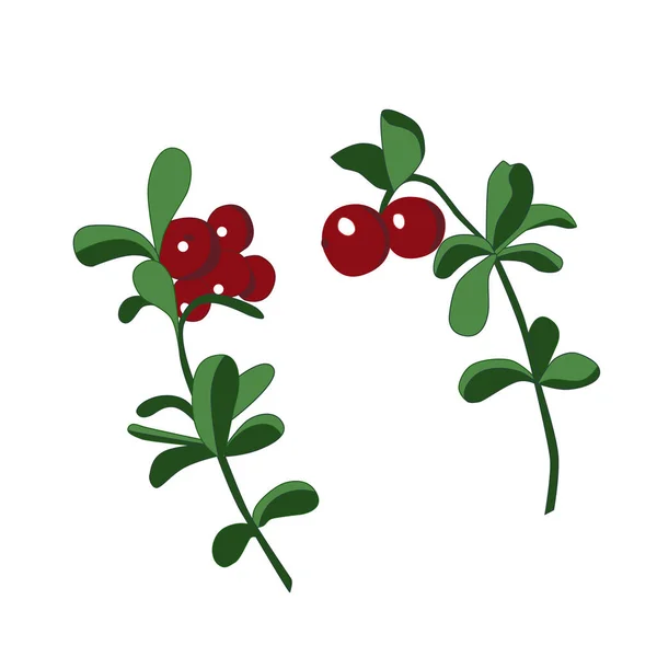 Bushes Ripe Red Lingonberry Isolated White Background Eps10 Vector — Stock Vector