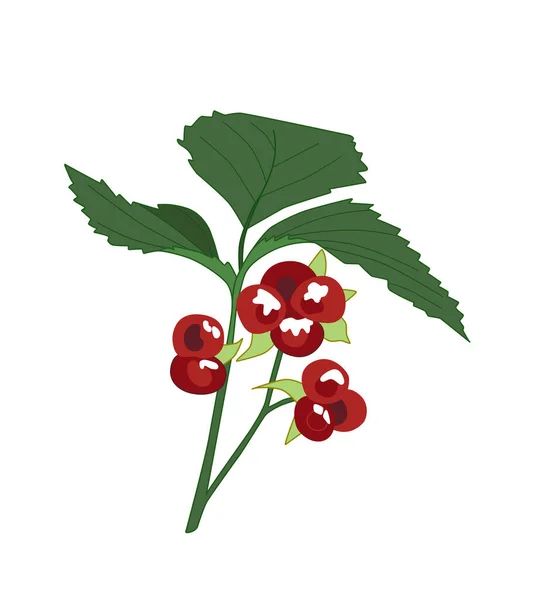 Branch Boneberry Berries Isolated White Background Eps10 Vector — Stock Vector