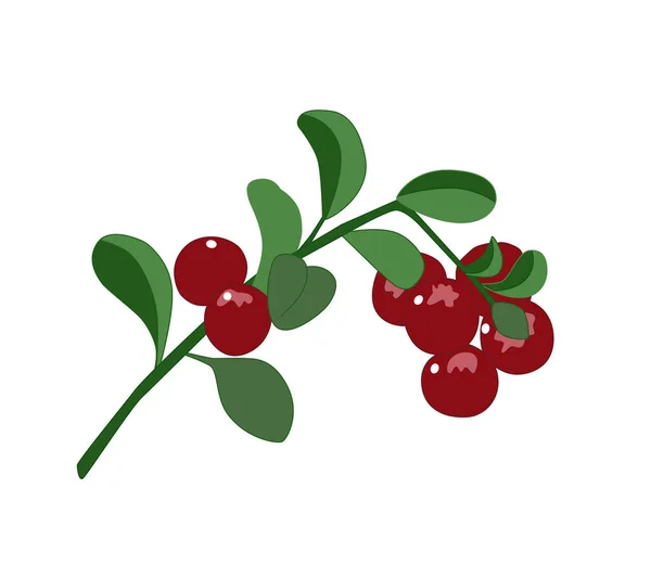 Ein Zweig Preiselbeeren Mit Blättern Bunte Vektorillustration Roter Beeren Ein — Stockvektor