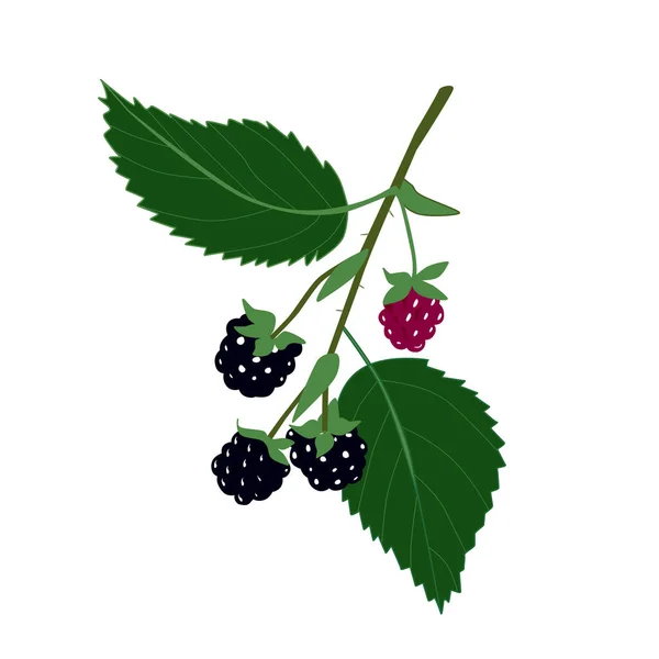 用叶子隔离在白色背景上的黑莓枝条的矢量绘图 设计的一个要素 — 图库矢量图片