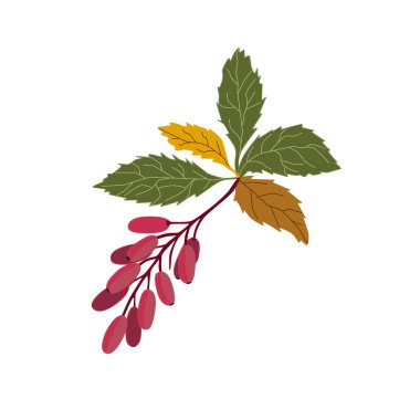 Beyaz arka planda yaprakları ve meyveleri olan bir böğürtlen dalı. EPS10 vektörü.