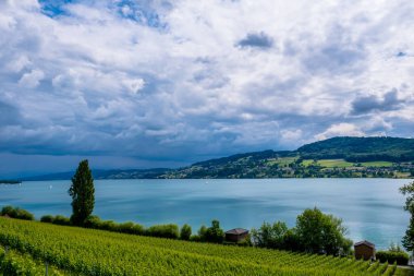 Göle bakan üzüm bağı - Meisterschwanden, İsviçre