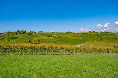 Üzüm bağları - Hallau, İsviçre