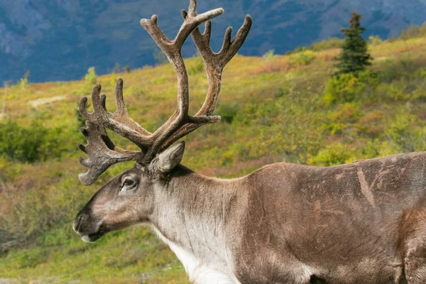 Young Bull Caribou Profiled Ridge Denali National Park Alaska — Stock Photo, Image