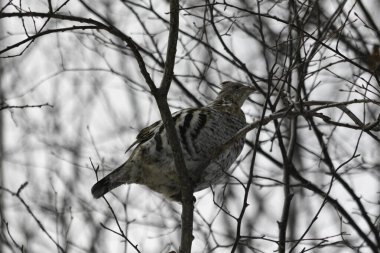 Dallarda ladin tavuğu