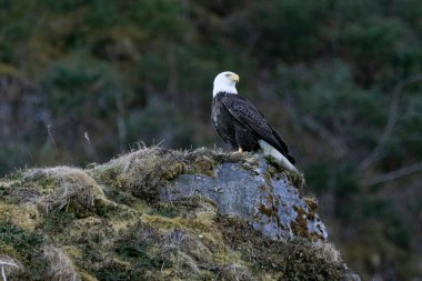 Kel Kartal, Pony Cove 'un üzerinde, Kenai Fjords Ulusal Parkı, Alaska