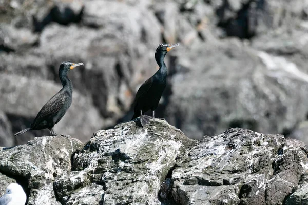 Pelagisk Skarv Uppe Klippa Uppståndelsebukten Alaska — Stockfoto