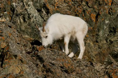 Dall koyunu Girdwood, Alaska yakınlarındaki Turnagain Arm 'ın kayalıklarında otla besleniyor.