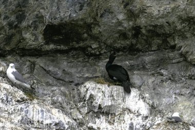 Alaska, Kachemak Körfezi 'ndeki kayalık kayalıklarda pelajik karabatak ve göz alıcı kanatlı martılar.