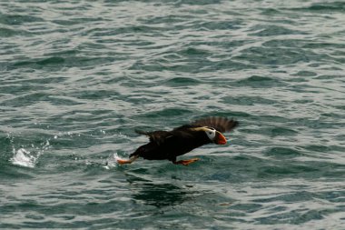 Alaska, Kachemak Körfezi 'nden kalkan martı.